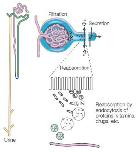 Saccharification